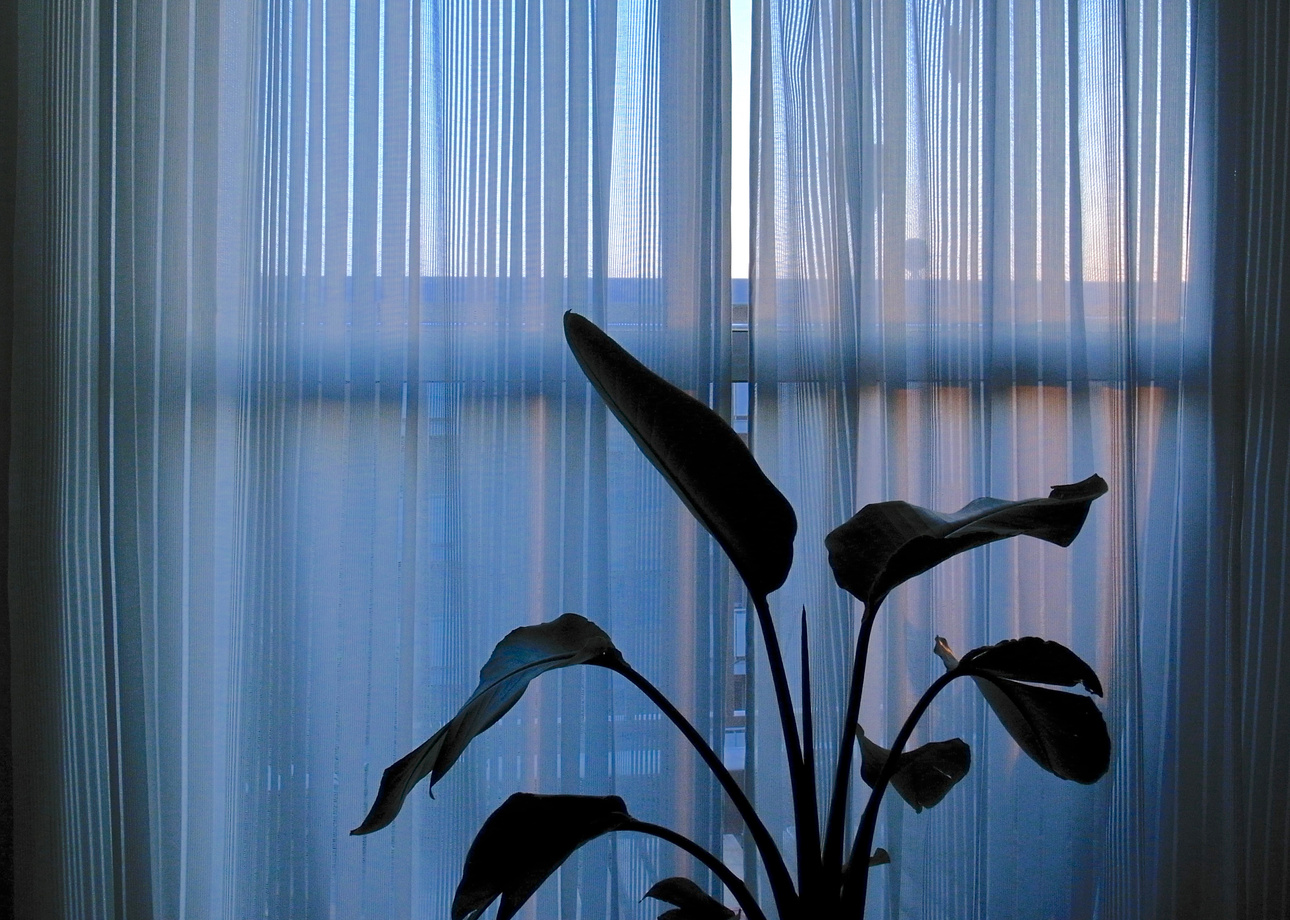 Strelitzia nicolai and sheer curtain.